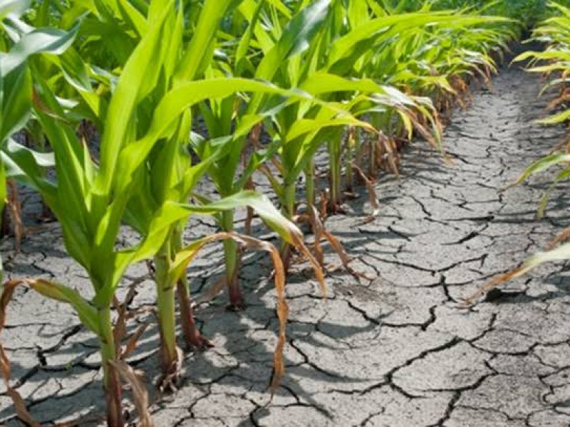 Retraso de temporada de lluvias preocupa a productores agrícolas