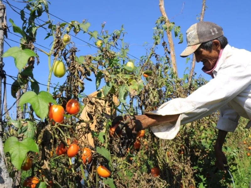 Retraso en cultivos de hortalizas genera incertidumbre a productores guasavenses