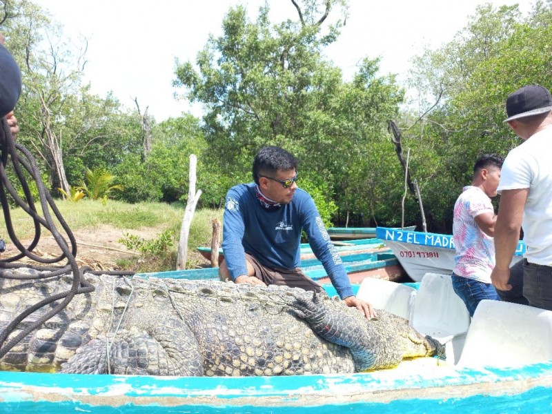 Reubican a cocodrilo de tres metros a costas chiapanecas