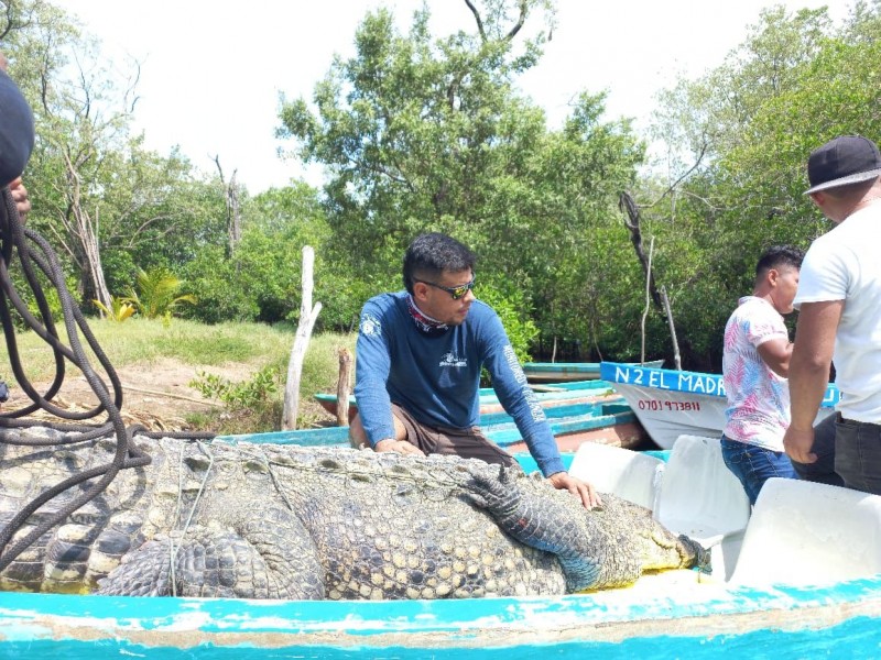 Reubican a cocodrilo de tres metros a costas chiapanecas