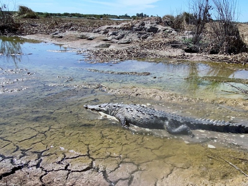 Reubican Cocodrilo en laguna de El dorado