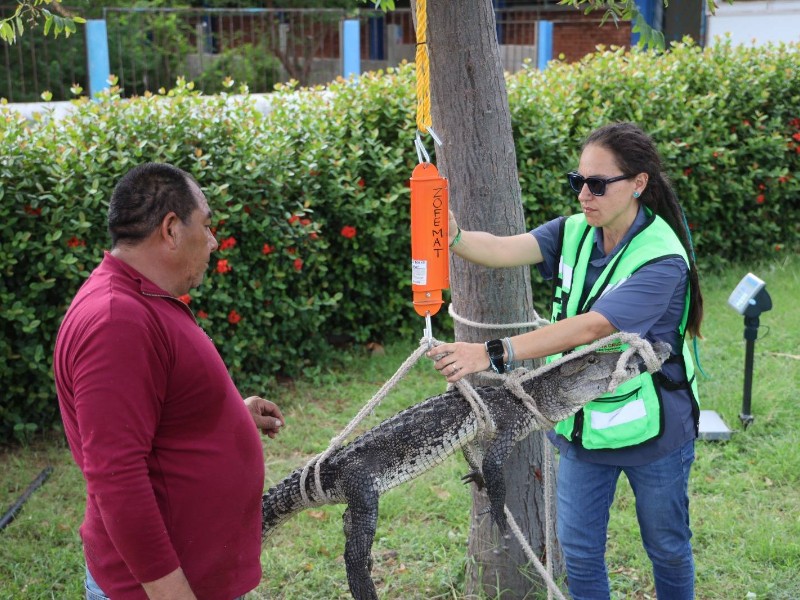 Reubican nueve cocodrilos tras casi tres décadas en CETMAR de Salina Cruz