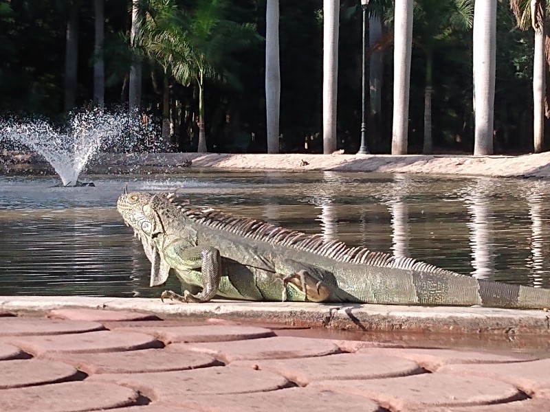 Reubicarán el 80 % de iguanas y tortugas