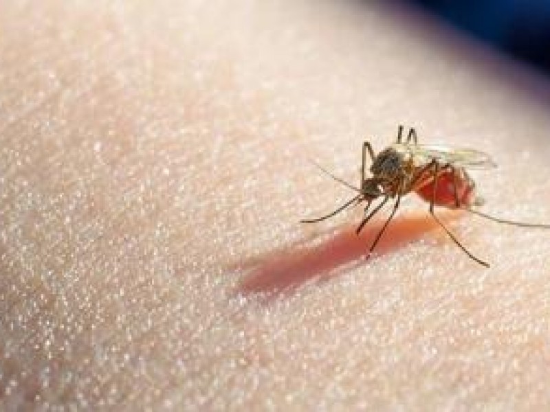 Revelan caso de paludismo en Sonora a finales de 2022
