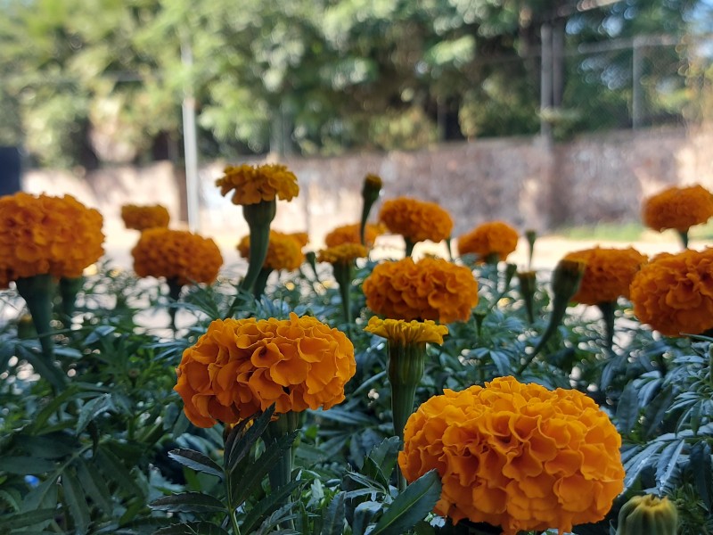 Revive tradiciones y repunta el comercio; la Flor de Cempazúchil