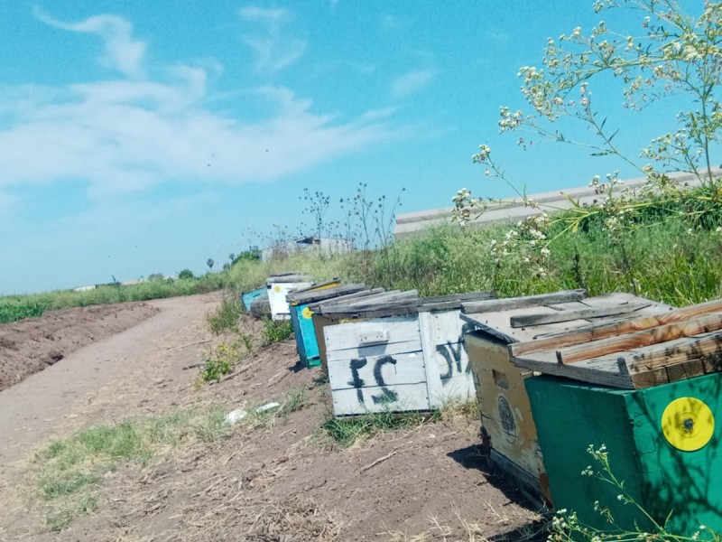 Ricardo Villanueva: un héroe en la conservación de abejas