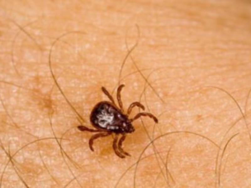 Rickettsia cobra fuerza con letalidad del 72% en el Mayo