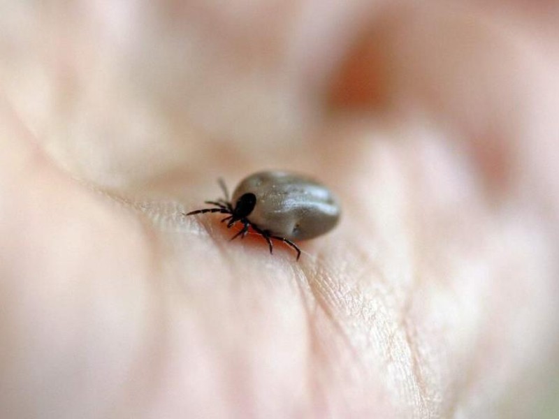 Rickettsiosis: el peligro mortal que se esconde entre las mascotas