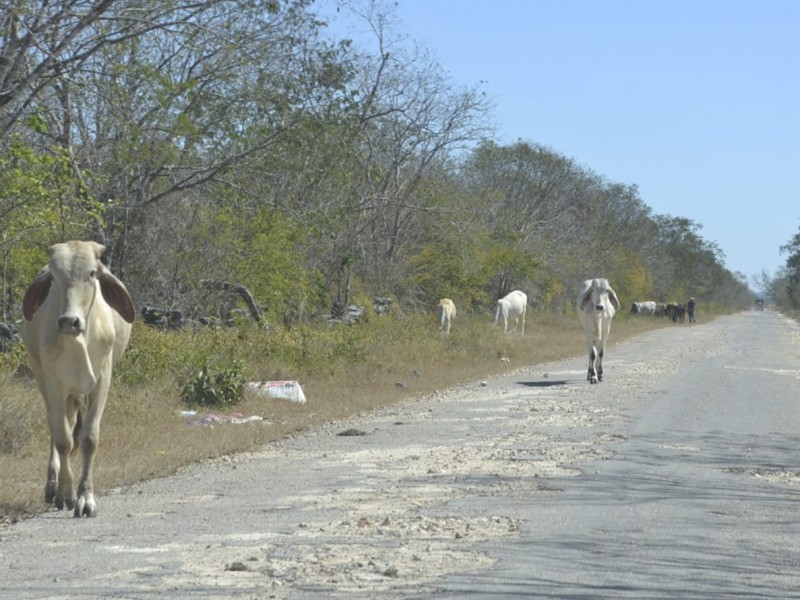 Riesgo ganado suelto en zona urbana y carretera