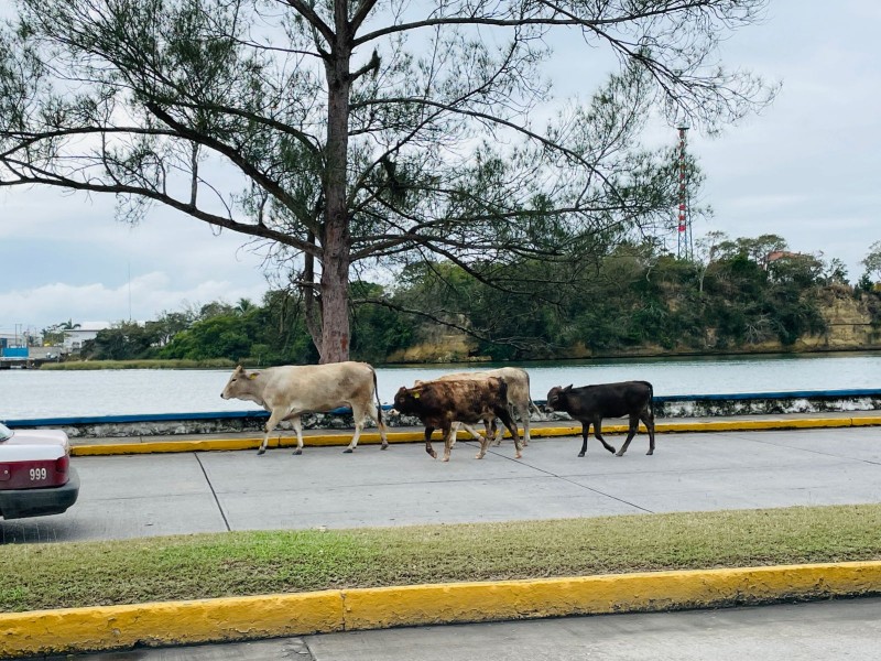 Riesgo por vagancia de animales en Tuxpan