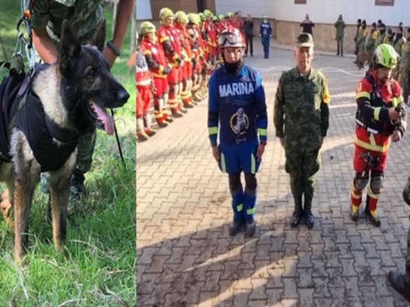 Rinden homenaje a Proteo, perro rescatista fallecido en Turquía