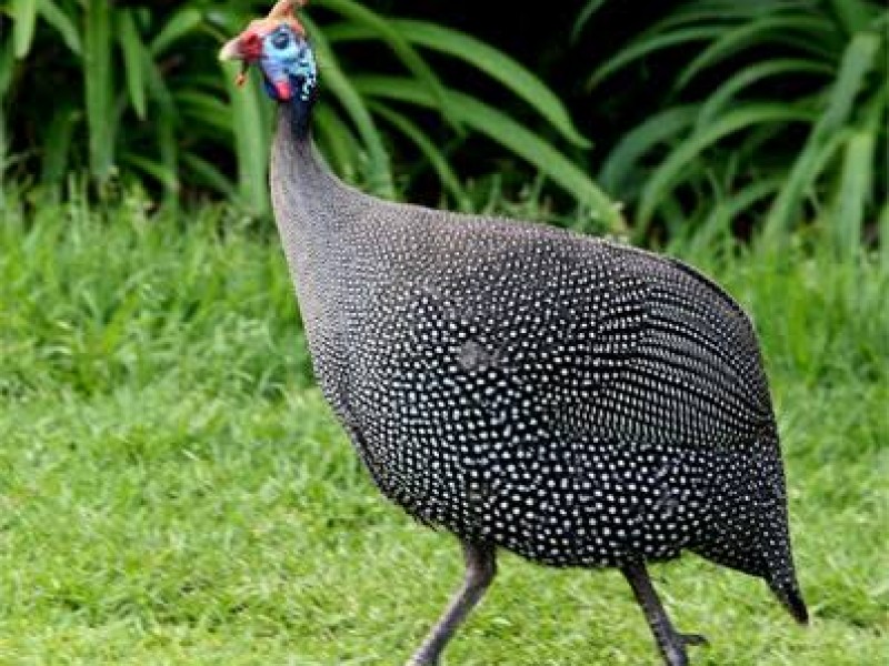 Roban aves exóticas en Centro Ecológico de Sonora