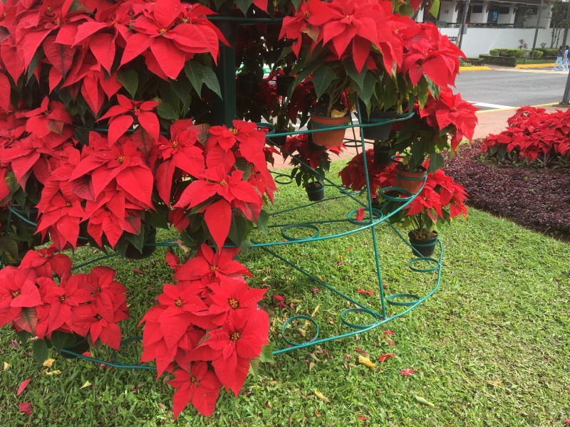 Roban cerca de 300 flores de Noche Buena