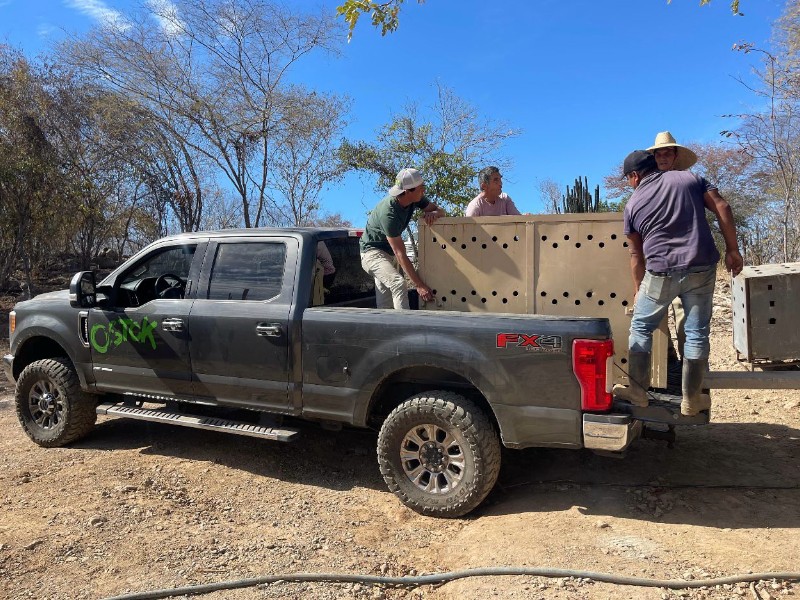 Roban vehículo de rescate del Santuario Ostok en Sinaloa