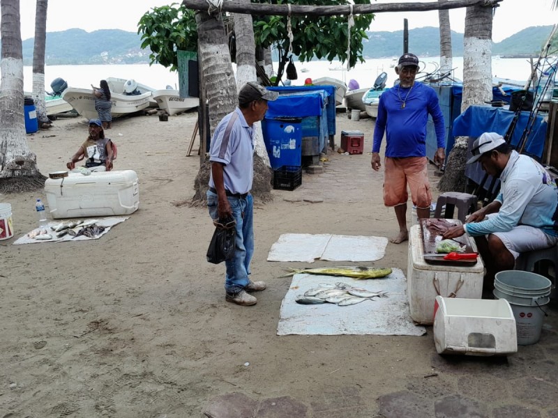 Ronco, jurel y cocinero, las especies más capturadas en lluvias