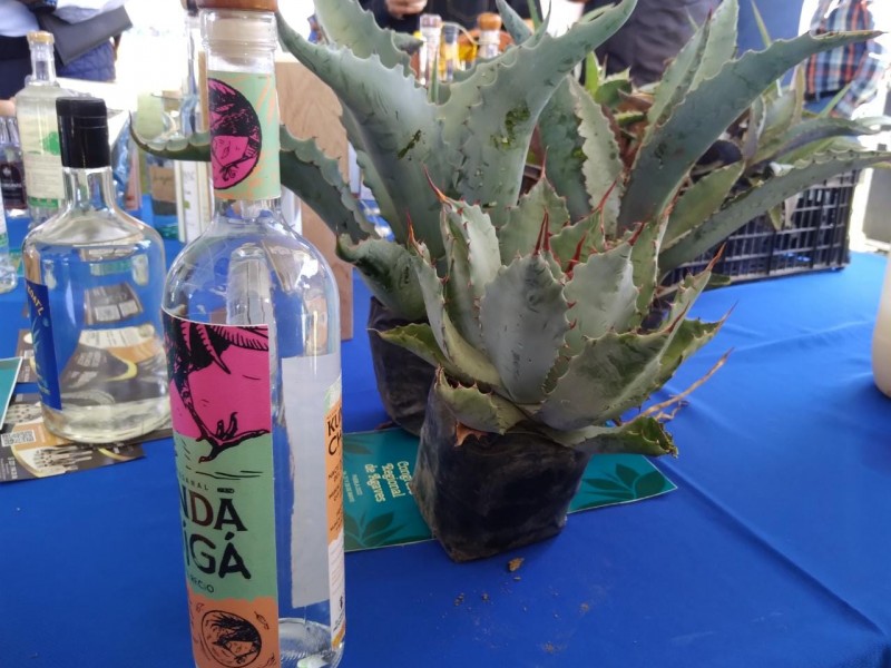 Ruta del mezcal se prepara para recibir turistas en vacaciones