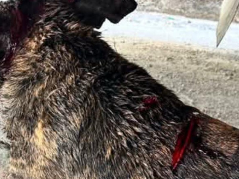 San Diego registra caso de violencia animal