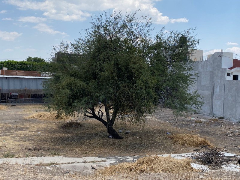 ¿Sabías esto de los árboles?