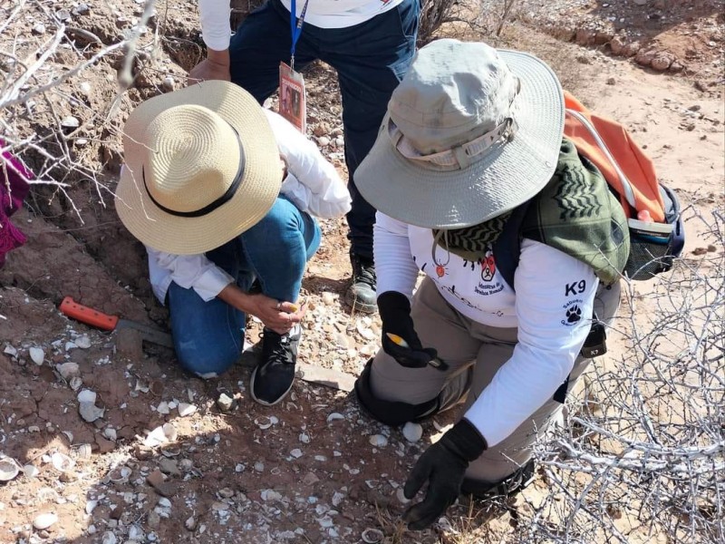 Sabuesos Guerreras localizan 13 fosas clandestinas en Angostura