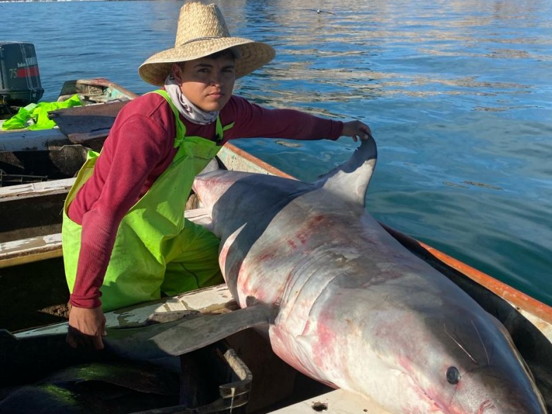 Sacan tiburón incidentalmente en Bahía de Kino