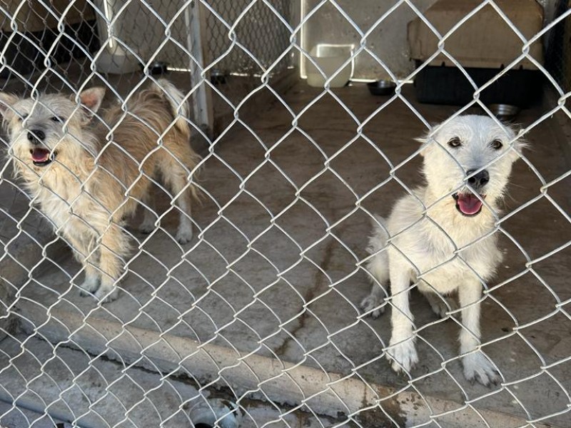 Sacrifican hasta 85% de perritos recogidos por control animal