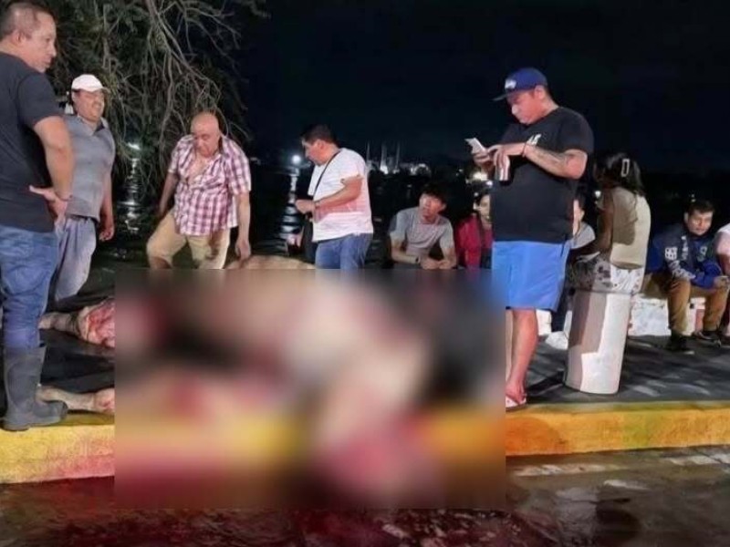 Sacrificaron en pleno boulevard de Tuxpan a una vaca