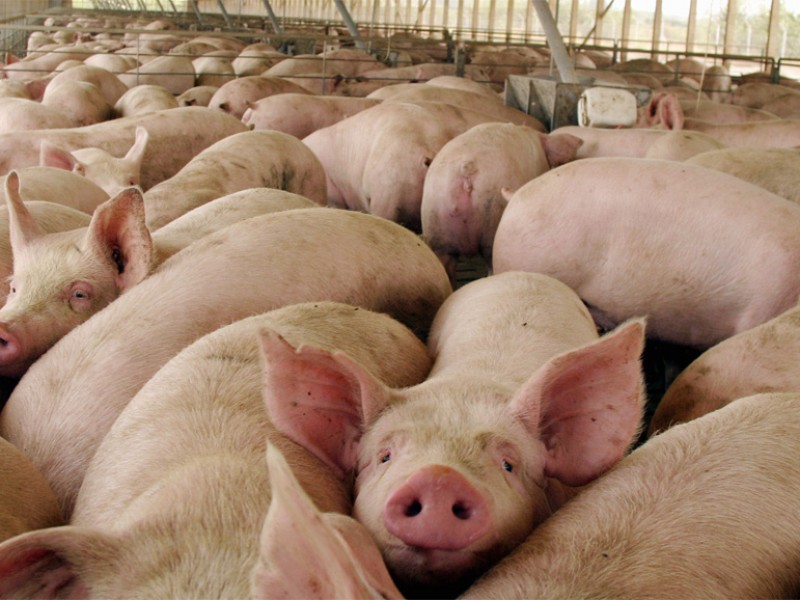 SADER busca impulsar exportación de carne de cerdo