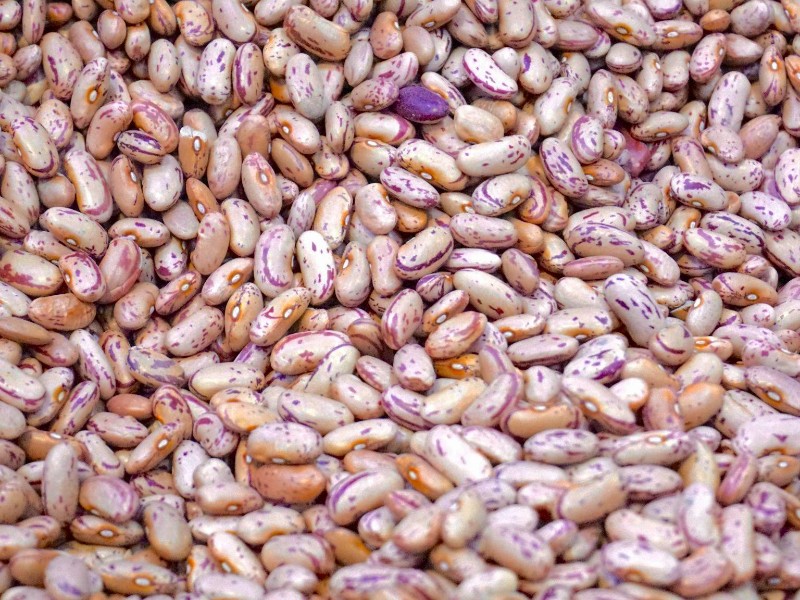 SADER pide a productores retener venta de frijol; promete apoyos adicionales