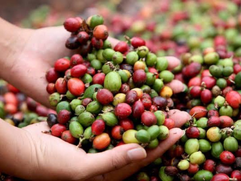 SADER revisará precio de café en Veracruz