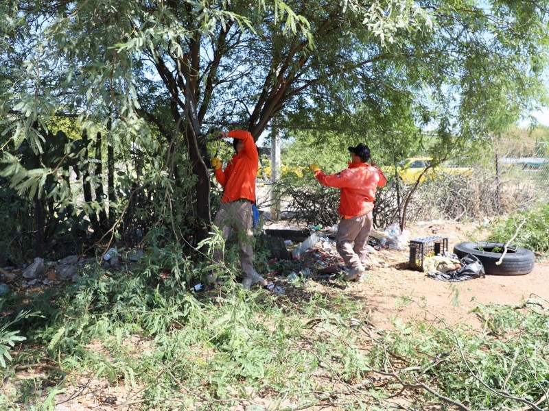 SAGHARPA Y CEPC realizan acciones de limpieza y reforestación