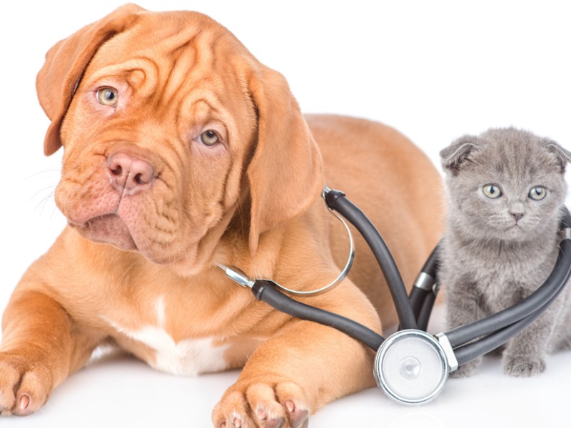 Salud integral animal, la tendencia que marcará 2026