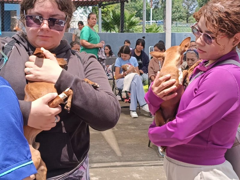 Salva una vida con la adopción de mascotas en Zamora
