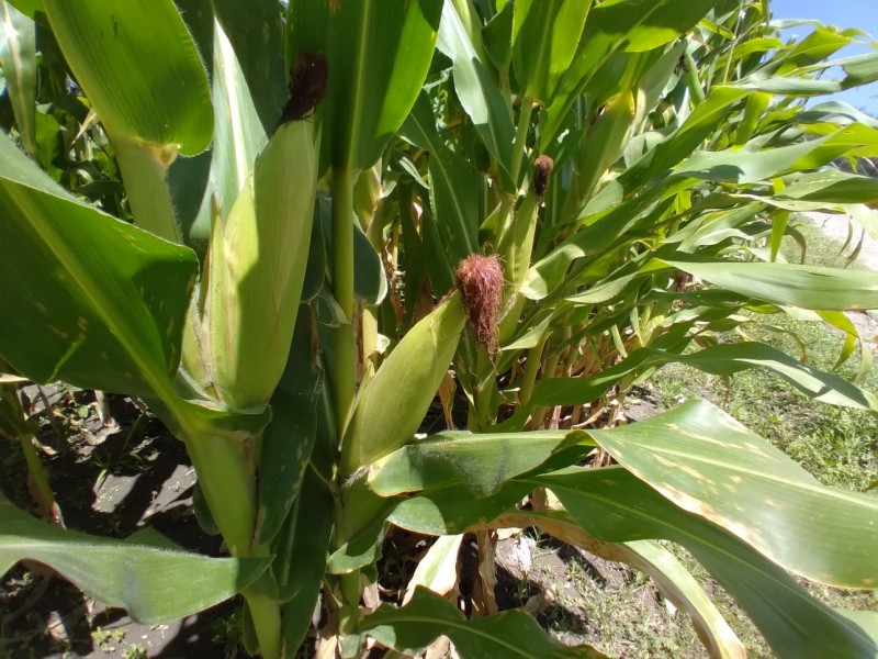 San Diego: tras flor de muerto preparan siembra de elote