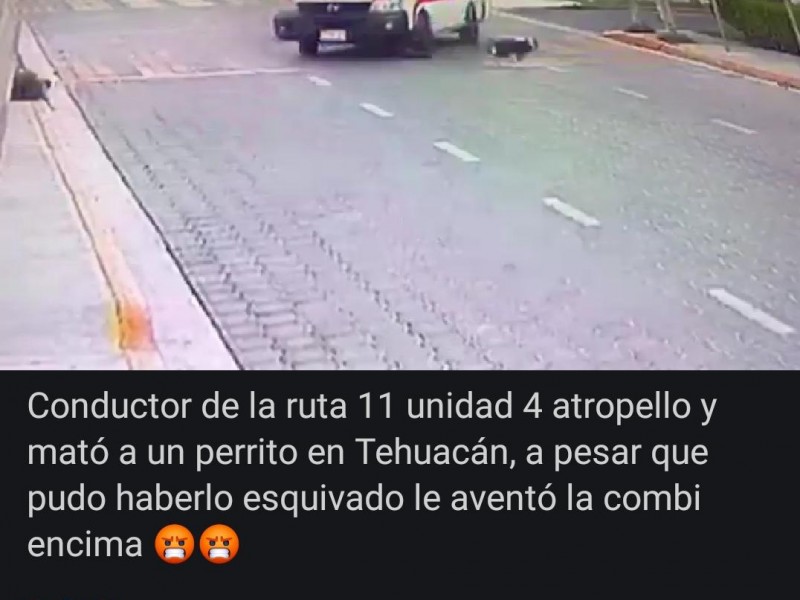 Sancionan a chofer por matar a un perro