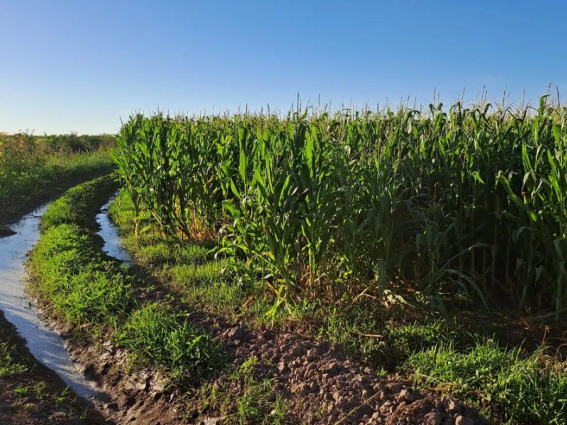 Sancionará Módulos Guasave a productores que derrochen agua