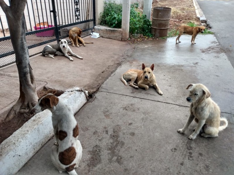 Sancionarán a dueños de mascotas por ataques