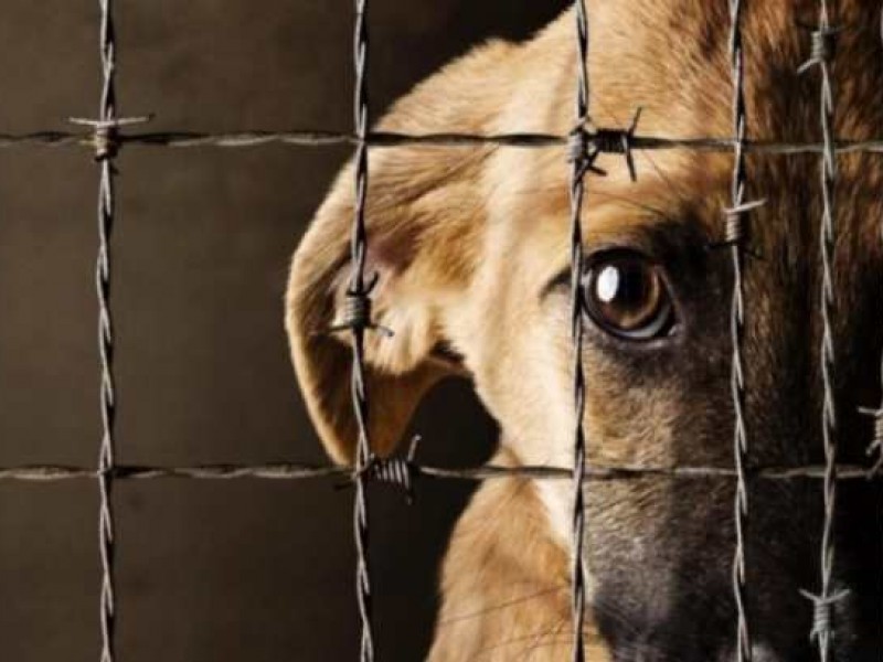 Sancionarán a elementos de Protección Animal por maltratar a perros