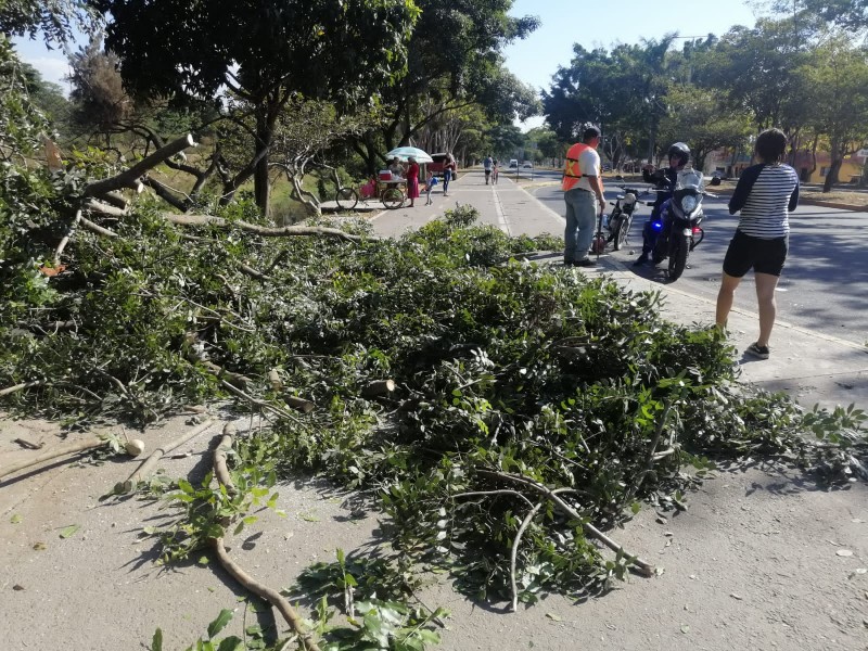 Sancionarán a empresa por podar árboles en bulevar Colosio