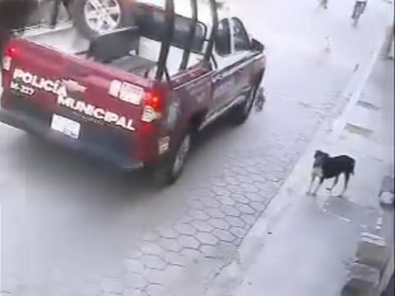 “Sanciones por atropellamiento de animales ¿doloso o culposo?