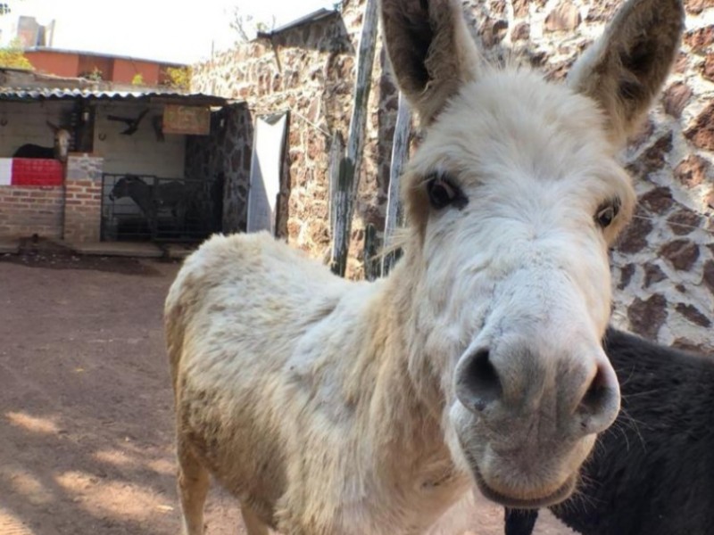 Santuario de burros. Busca ayuda