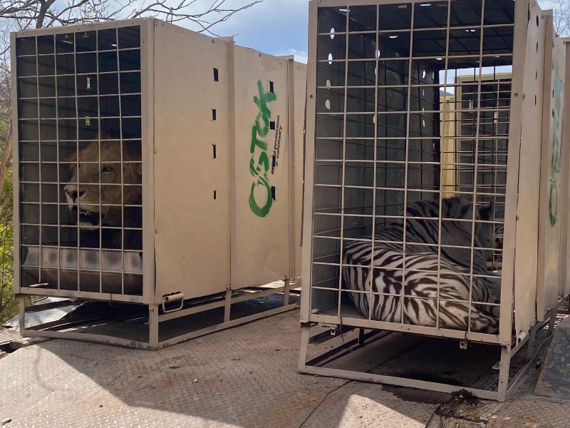Santuario Ostok deja Culiacán por violencia; traslada animales a Mazatlán