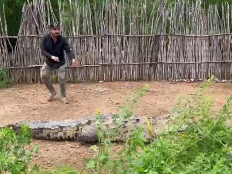 Santuario Ostok recibe cocodrilo encontrado en Navolato