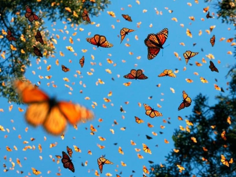 Santuarios de la Mariposa Monarca abrirán el 27 de noviembre