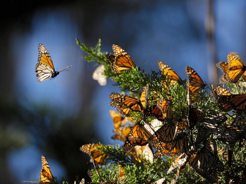 Santuarios de la mariposa monarca abrirán el 20 de noviembre en Michoacán