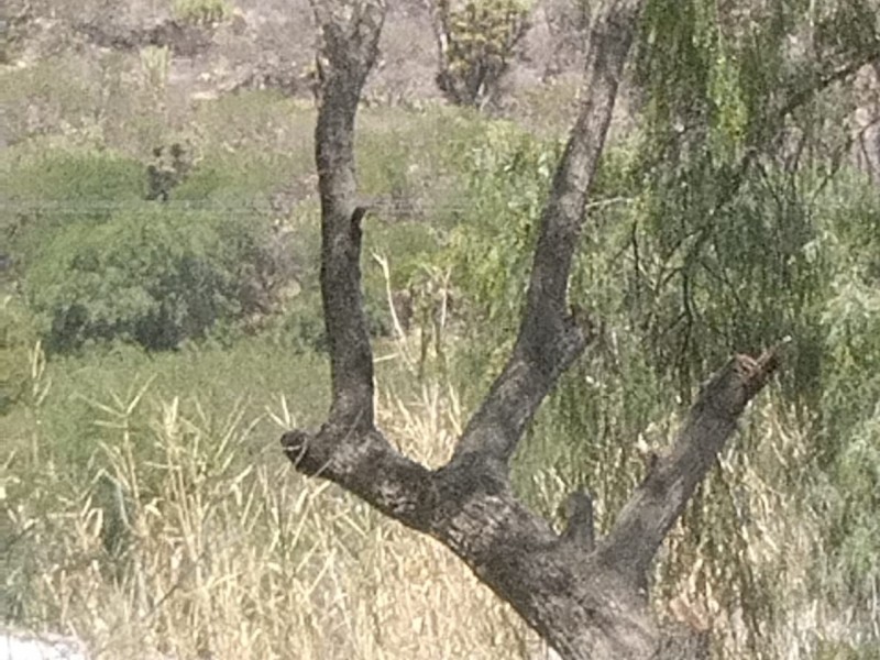 Saquean árboles en San Pedro para venta de leña