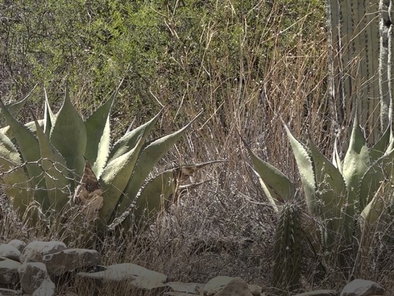 Saqueo de agave continúa recurrente en Zapotitlán