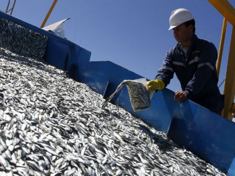 Sardina mantiene estable la pesca en Sonora