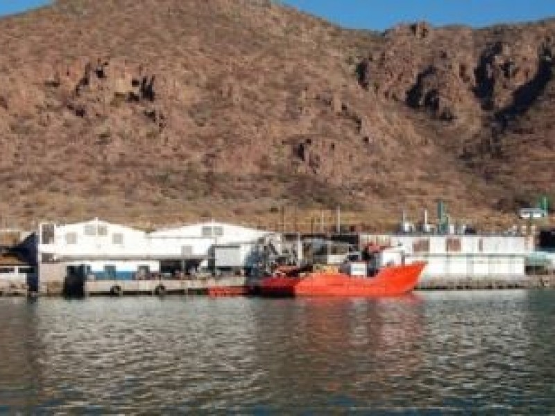 Sardineros continúan con buena pesca en esta temporada