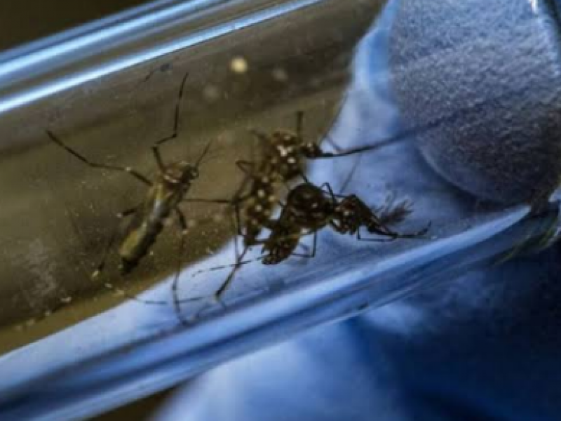 Saturación en hospitales por dengue disminuyó:SSJ