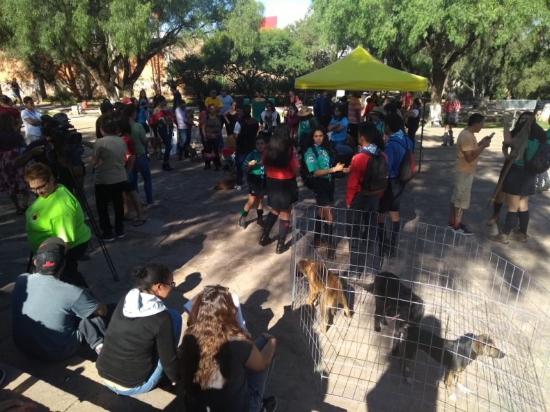 Scouts realizan Feria de Adopción de mascotas